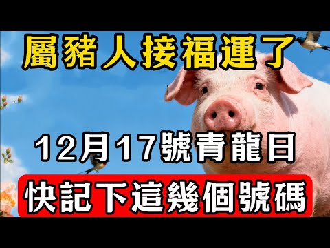 生肖豬必看！12月17號「青龍日」，偏財運旺，這4個數字一定要記牢，買彩券可中大獎，幸運連連！#佛教 #佛家 #佛法 #佛學知識 #佛學智慧 #修心修行 #佛教文化 #禪悟人生#傳統文化