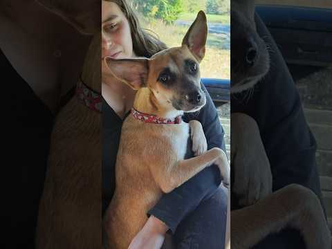 Guess Rue's Breed! DNA Results Coming Soon! #GuessTheBreed #UnleashThePaws #AnimalRescue