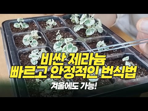 How to propagate geranium quickly and reliably - Home Gardening #pelargonium