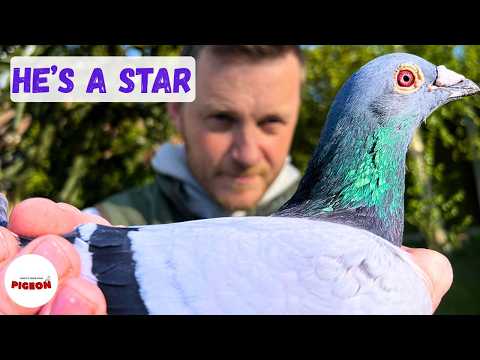 (Ep.100) Racing Pigeons and Bad Pork Pies: A Day in the Loft Life!