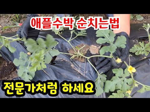 How to tame apple watermelon