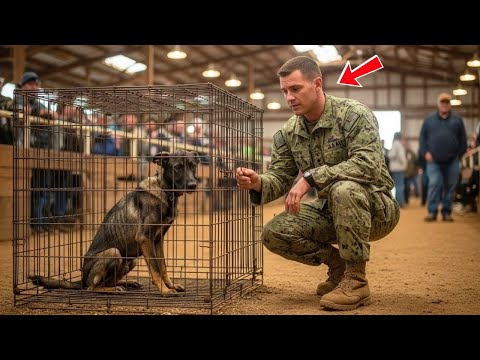 Navy SEAL Bought the Starving German Shepherd Nobody Bid On — What Came Next Amazed the Crowd