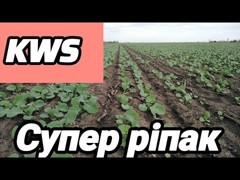 3.10.25. Rapeseed from ''KWS''', we determine the leader so far is ''Lauros''. 👍🏼