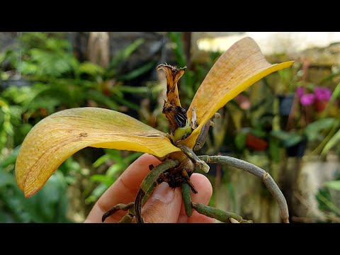 LEARN HOW TO SAVE AN ALMOST DEAD ORCHID IN THIS VIDEO!!!