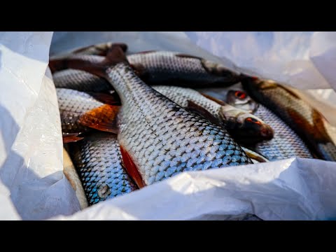 Закормив Лунку привоняними хробаками Біля Коряги і Наловив плітки.Також знайшли Окуня