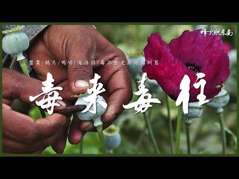 中美芬太尼爭端背後，從鴉片到海洛因的歷史，人類因何無法擺脫毒品糾纏？
