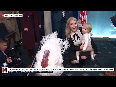 🇺🇸 Karoline Leavitt Introduces 'Waddle' the Thanksgiving 🦃 Turkey in The White House Press Room