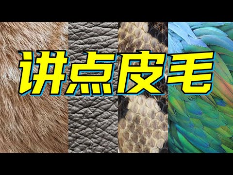 今天讲个毛的演化史：毛皮鳞羽都是怎么诞生的？
