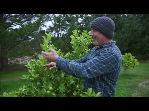 Simple Tips To Help Keep Your Citrus Trees Healthy