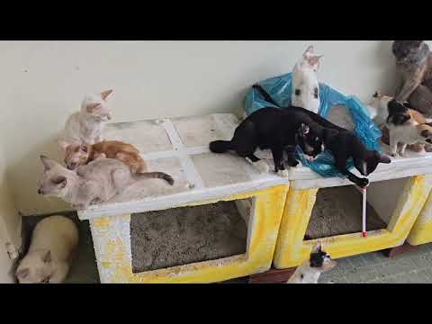 When a House Turns Into a Cat Playground 😹