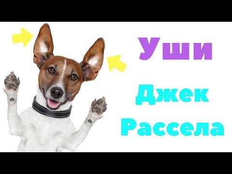 JACK RUSSELL'S EARS HAVE STOOD UP | HOW TO PLUG A JACK RUSSELL TERRIER'S EARS