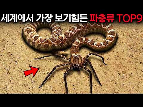 15년차 동물학자가 알려주는 실제로 존재하는 '미친'뱀