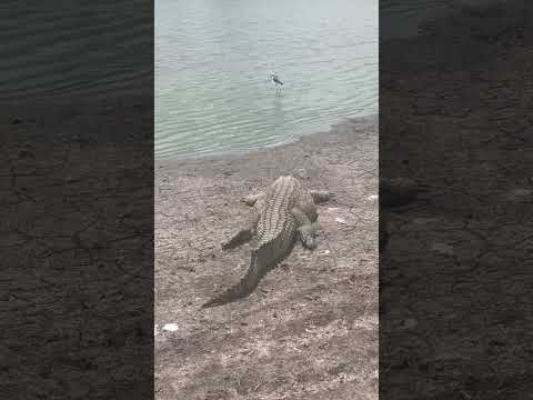 Crocodile is bird watching #wildlife #shorts