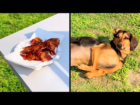 He'd Do Anything For Bacon