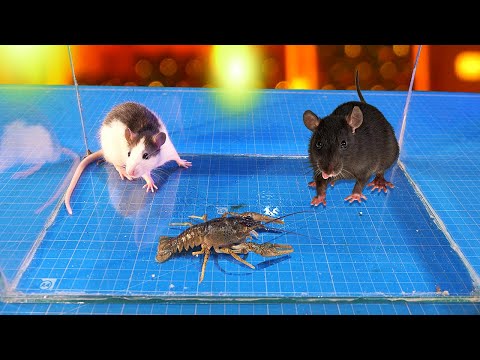 What if a CANCER, a WILD RAT and a DOMESTIC RAT are put in the same cage?