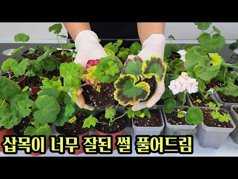 [4K] How to propagate geranium cuttings: How to propagate geranium cuttings, explained by situati...