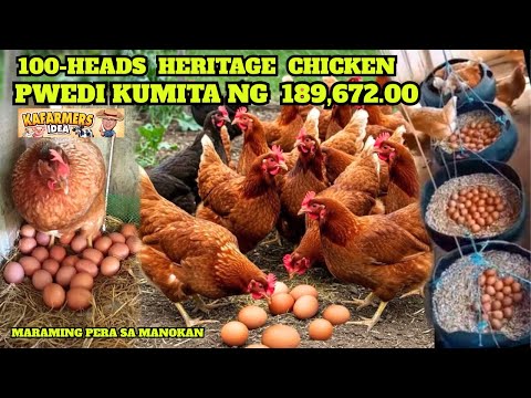 100Heads Heritage Chicken Pwedi Kumita ng 189K Magkano Ang Puhunan? at Magkano Ang kikitain?