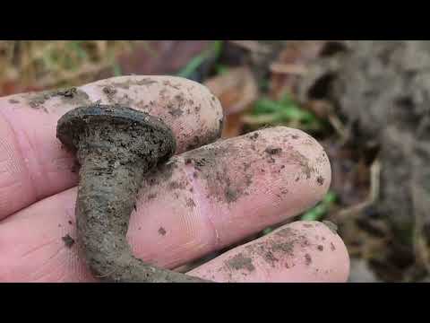 Rzadko spotykana znajdka z przełomu XIX I XX wieku.#metaldetecting#poszukiwania#hobby#metaldetector