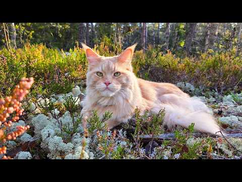 Relax With Buster In the Forest