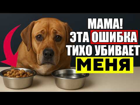 If You Have a Pet Dog, THESE MISTAKES ARE FATAL! (say vets)