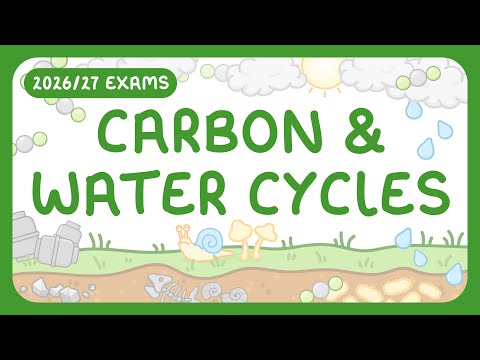 GCSE Biology - Carbon Cycle & Water Cycle (2026/27 exams)