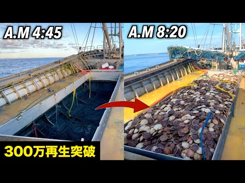 Japan's fastest way to catch scallops