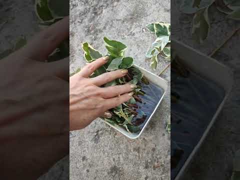 Дерен Элегантисимо черенками в сентябре!