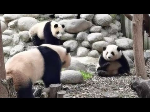 陈园润今天玩疯了,把花花拽下沟,为了表示公平,随后把润玥也推了下去 YuanRun is very playful today, pushed HeHua & RunYue to the ditch