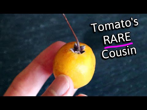 GUAVA TAMARILLO - A rare tomato relative with a sweet fruity flavor.