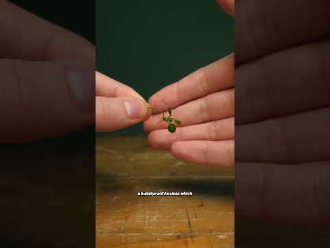 i made a real terrarium out of LEGO (30 week update)