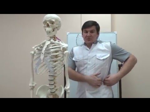 Косые мышцы живота  Как тренировать и растягивать