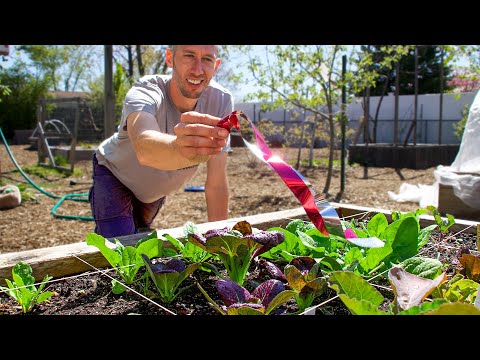 3 Clever Methods for a Pest Free Garden
