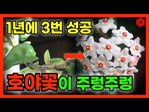 이 방법으로 호야 키웠어요 ㅣ 1년에 3번 꽃피운 진짜 방법 ㅣ 내 호야꽃이 안피는 이유