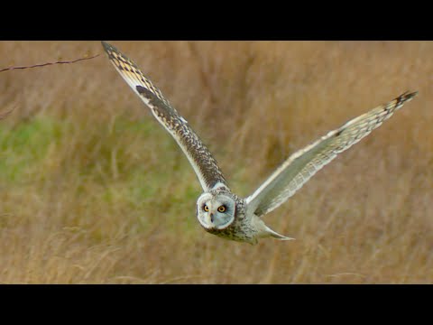 Heart-pounding Escape: Short-eared Owl Evades Jackdaw Attack