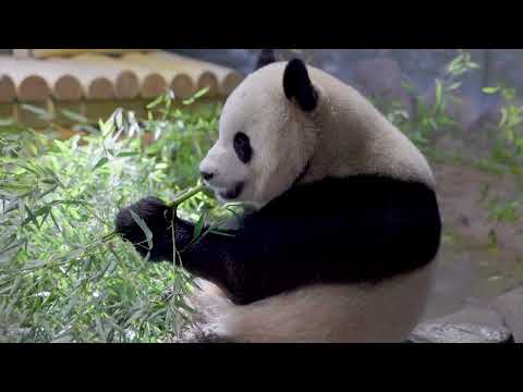 #DCPandas: Giant Pandas Bao Li and Qing Bao at Smithsonian's National Zoo