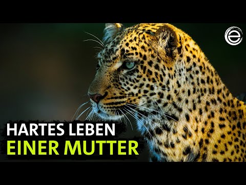 The Leopardess – Hunted Hunter (Part 2) | Experience Earth