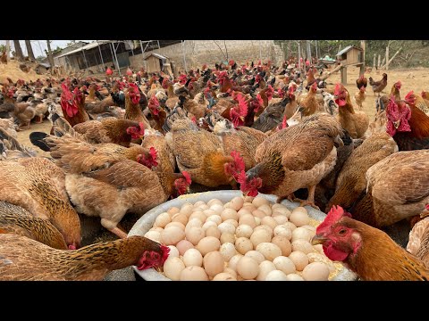 How to raise 8000 chickens for meat and eggs at home, Food for laying hens, Day in the life