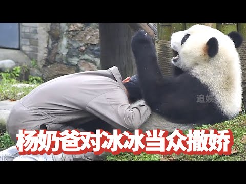 Ice ice princess temper temper refused to go home  yang dad to bear coquetry  really spoil became a