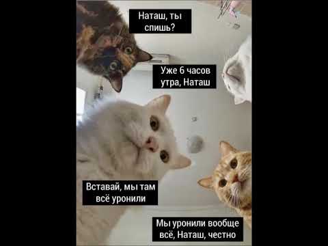 Наташа и коты