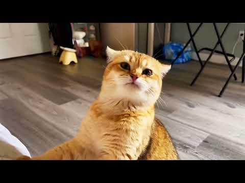 Funny Cats and Dogs Videos 2026 ππΆπΊ | Try Not To Laugh Challenge