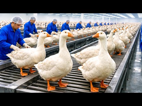 Inside the World’s Largest Goose Factory: Eggs, Hatching & Meat (Full Process)