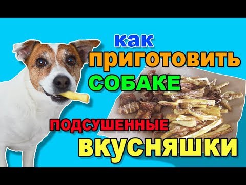 Treats for dogs (chips) with their own hands