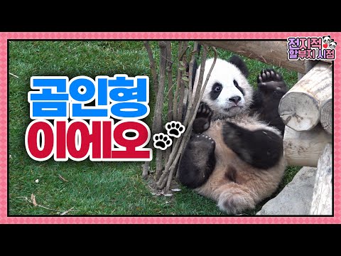 (SUB) Baby Pandas Receive A Lot Of Love From Mommy🐼│Panda World