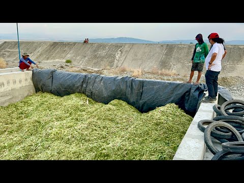 CORN HARVESTING and ENSILING: Mahirap ba mag Sillage? Pwede ba Gawin ng mga Backyard Cattle Raisers?