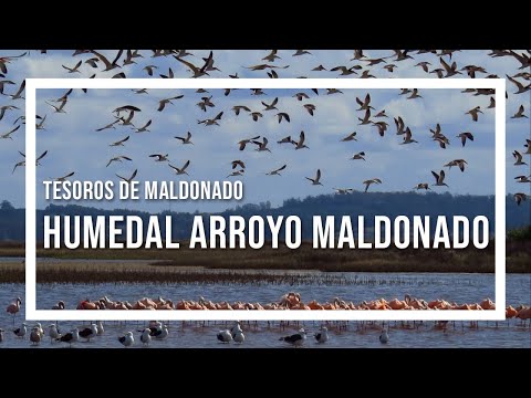 Tesoros de Maldonado El Humedal programa Contacto