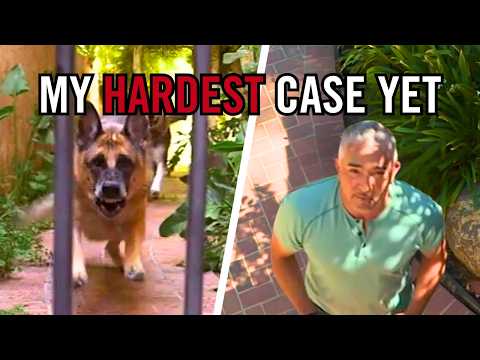 This German Shepherd May Be One of My Toughest Cases Yet