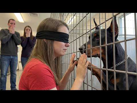 Blind Girl Adopted This Doberman… 3 Seconds Later He Saved Her Life 💔🐶