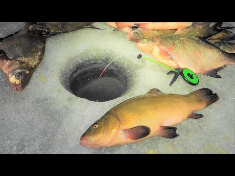 I DIDN'T expect THIS!!!! Winter fishing for bream and ... tench!