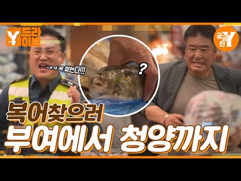 복어찾으러 부여에서 청양까지 왔습니다..🐡👮  |  Y드라이브