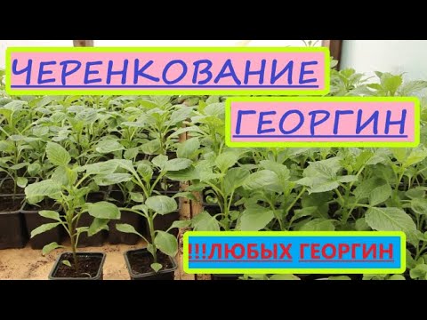 Как Размножить ГЕОРГИНЫ стеблевыми Черенками.